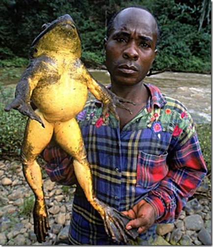 giant_frogs_03