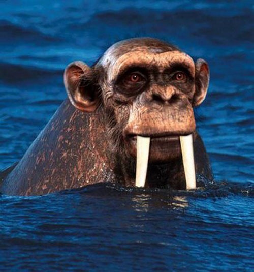 [chimpamorsa4.jpg]