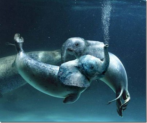 elefante marino