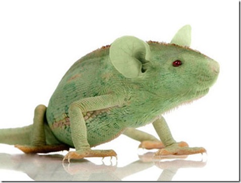 rata camaleon