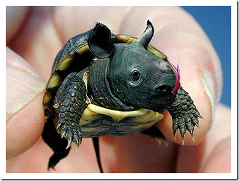 rino tortuga