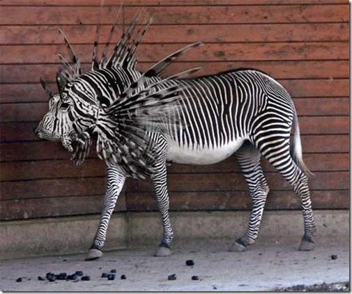 zebra pez leon
