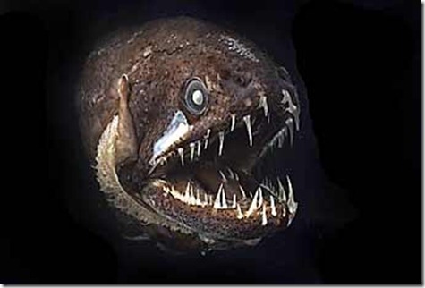 Dragonfish , El pez con dientes en la lengua