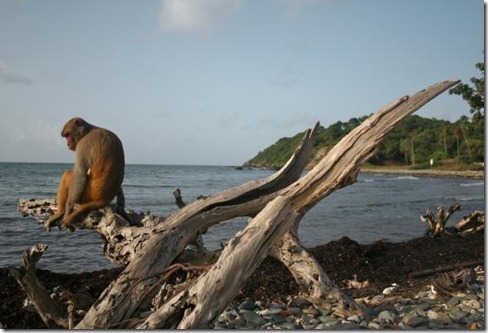 monkey-island.4175.large_slideshow