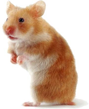 [Hamster[3].jpg]