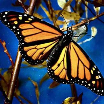[la-mariposa-monarca3.jpg]
