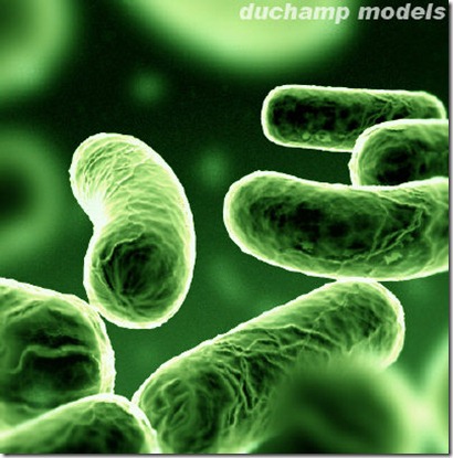 bacteria5