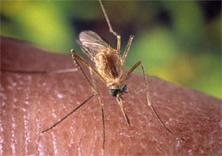 [mosquito[3].jpg]