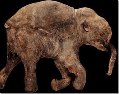 bebemamut bebemamut