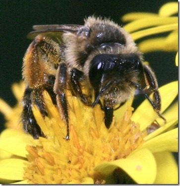 composicion-nectar-honey