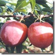 ameixa140