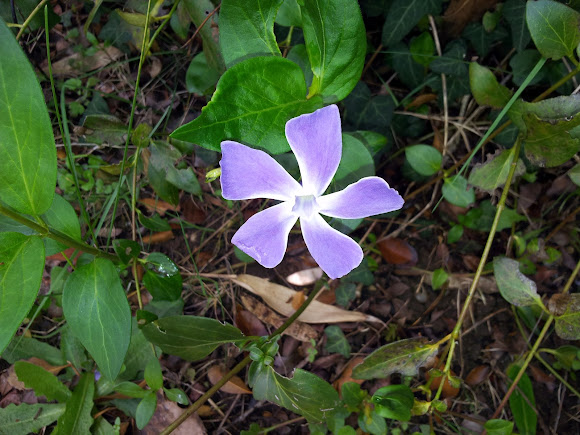 Spotting Image 1