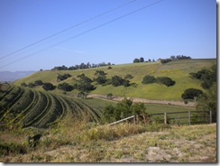 2010 SB Wine Country Half Marathon 018