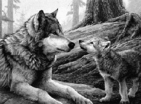 [lobo13[14].jpg]