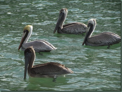 Pelicans waiting for fish