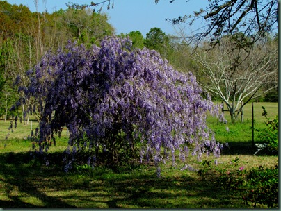 Wisteria