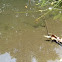 tadpole or pollywog