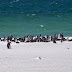 Penguins Near Gypsy Cove