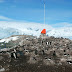Penguins Nesting