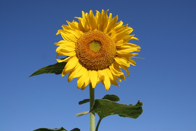 [sunflowers_28[3].jpg]
