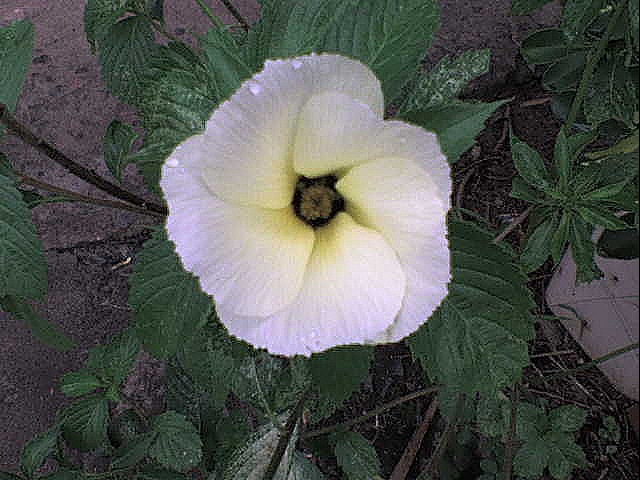 [flor29[10].jpg]