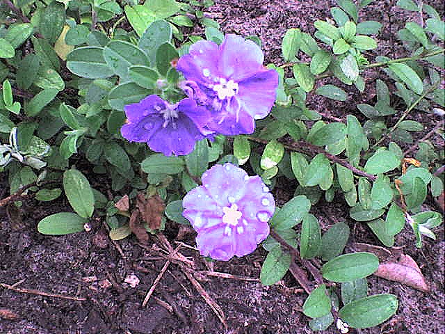 [flor23[10].jpg]
