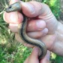 Slowworm