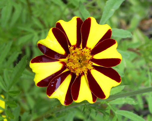 marigold
