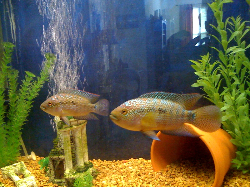 pics of clay pots in fish tanks