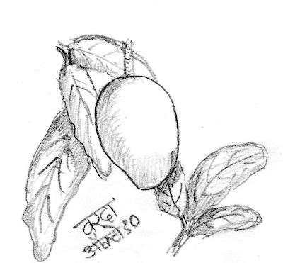 आंबा