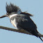 Belted Kingfisher (male)