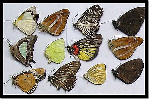 butterfly 1 butterfly 1