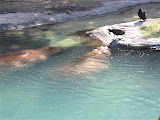 Hippos from safari ride