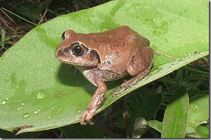 Photo11_rare frog_Leptopelis_anchietae