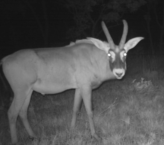 [19_Roan bull2[2].jpg]