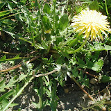 L&ouml;wenzahn (Taraxacum)