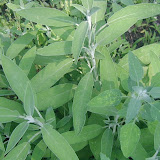 Salbei (Salvia)