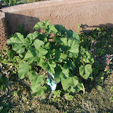 Buschmalve (Lavatera olbia)