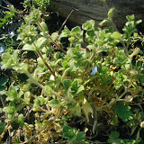 Ehrenpreis (Veronica)