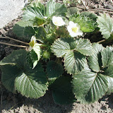 Erdbeere (Fragaria)