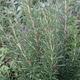 Rosmarin (Rosmarinus officinalis)