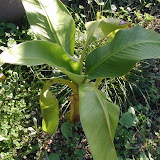 Bananenpalme