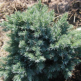 Wacholder (Juniperus)