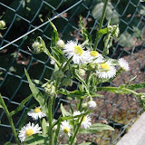 Berufkr&auml;uter (Erigeron)