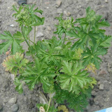 Moschus-Malve (Malva moschata)