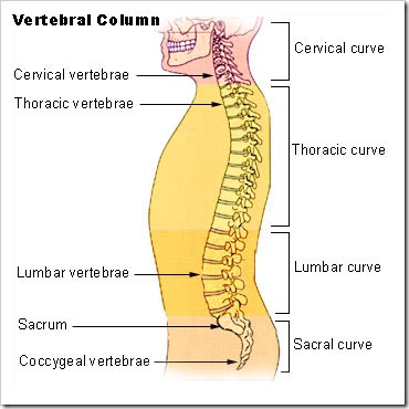 Illu_vertebral_column