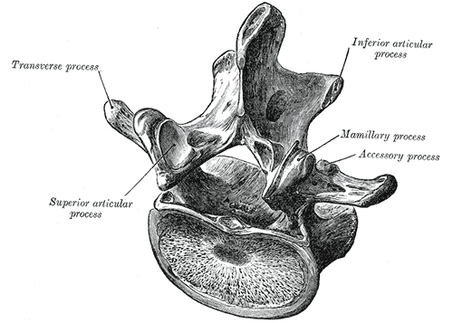 [Gray93_lumbar vertebra[5].png]