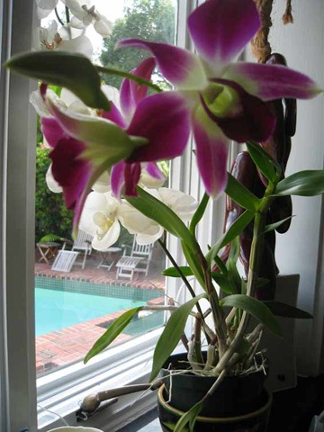 [orchid-2[5].jpg]