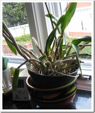 orchid-1