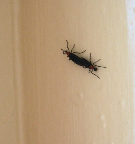 [love-bug[5].jpg]